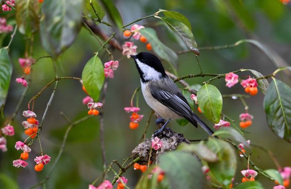 What Are the Environmental Benefits of Adopting Meatless Mondays in UK Schools?