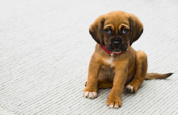 Which Safe Chew Toys Are Recommended for Puppy Teething Relief?